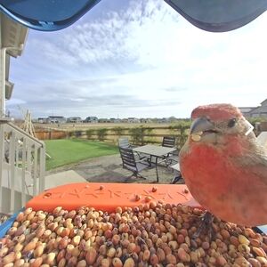 UGG Australia Ravena Convertible Over The Knee Wedge Chestnut 7.5